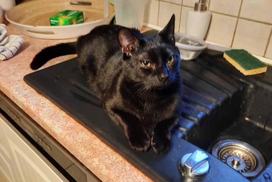 Alerte Disparition Chat Mâle , 2 ans Étalleville France